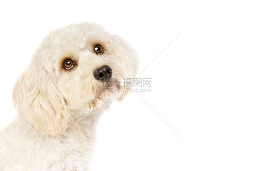 西班牙猎狗正面动物白种混合狗公鸡巴在白色背景的种混合狗面前图片