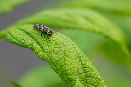 昆虫王国路德维希在叶子上贴近小虫毛的图像迷联苯菊酯瓢荒野背景
