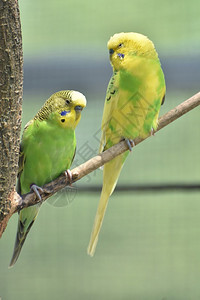 长尾小鹦鹉哺乳动物野生树枝上有很多颜色的布丁配对图片