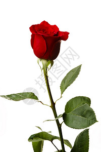 优雅的庆典红色玫瑰白背景孤立的玫瑰红花瓣图片