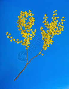 澳大利亚人含羞草绽放蓝色背景的澳大利亚盛开春天鲜花高清图片