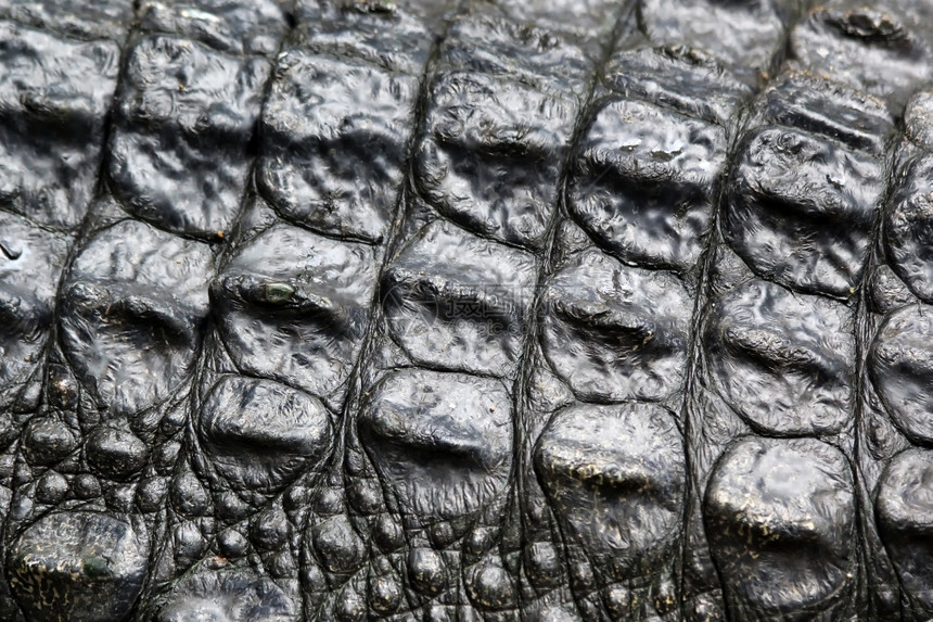 野生动物鳄鱼皮肤的缝合打猎哺乳动物图片
