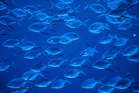 生活达尼奥热带一群鱼在水族馆游泳图片