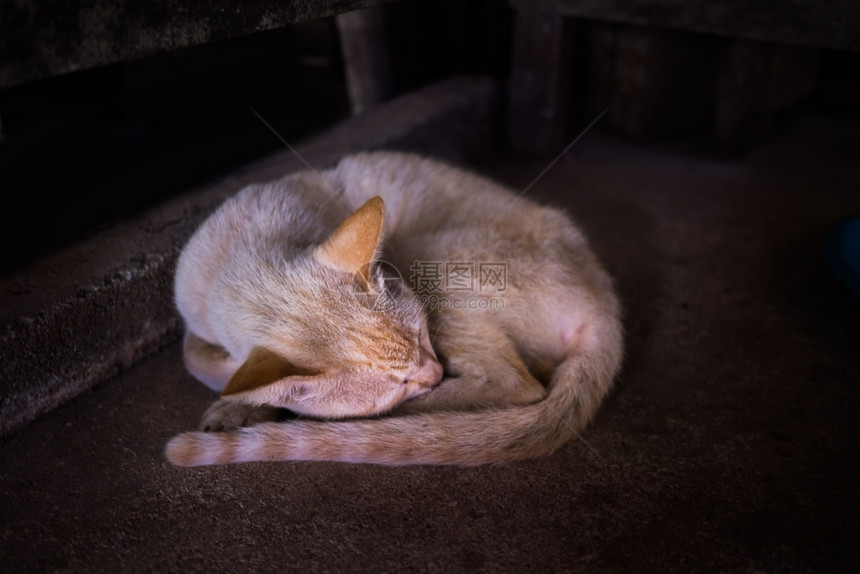 宠物户外薄的睡在桌子底下黄小猫图片