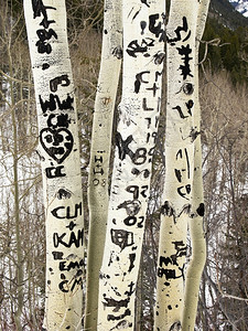 进入雕刻在树皮上的缩写和其他涂鸦对树木的损害严重并导致其健康不良以及高度吠图片