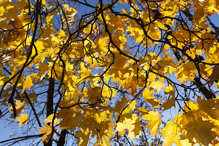 蓝天下金黄色的枫叶背景图片