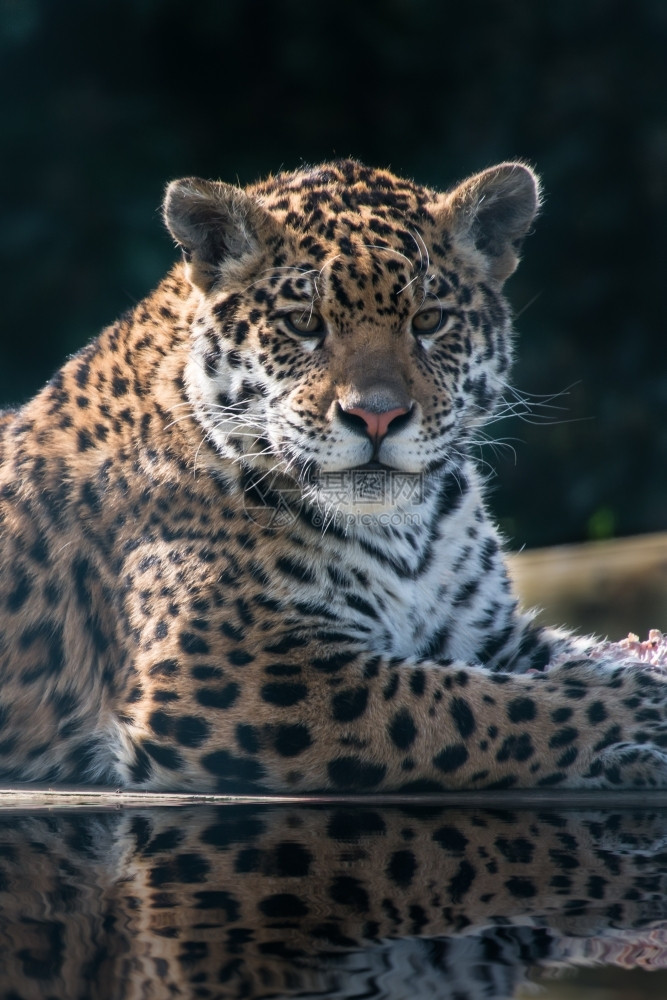 肉食水中反射美洲豹哺乳动物兽图片