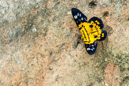 自然丰富多彩的漏洞在石头上关闭黄蝴蝶图片