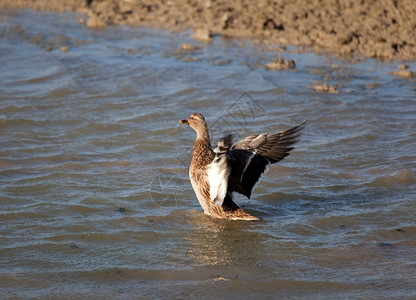航班西牙巴斯克州萨尔布鲁瓦维托利亚阿拉瓦巴斯克州的鸭子翅膀动物群图片
