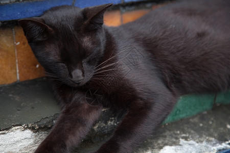 黑猫在公园的路上睡着猫科动物年轻的沙发图片