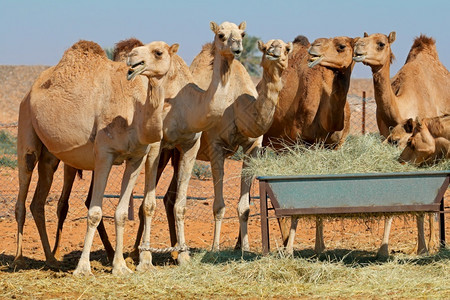 沙漠户外东阿拉伯联合酋长国农村地区喂养口沟的骆驼群在阿联酋农村地区背景图片