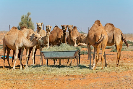 驯化的哺乳动物家畜阿拉伯联合酋长国农村地区喂养口沟的骆驼群在阿联酋农村地区背景图片