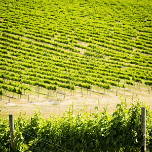 葡萄园农业场地在南澳大利亚的葡萄酒区富饶充满活力的青绿葡萄树图片