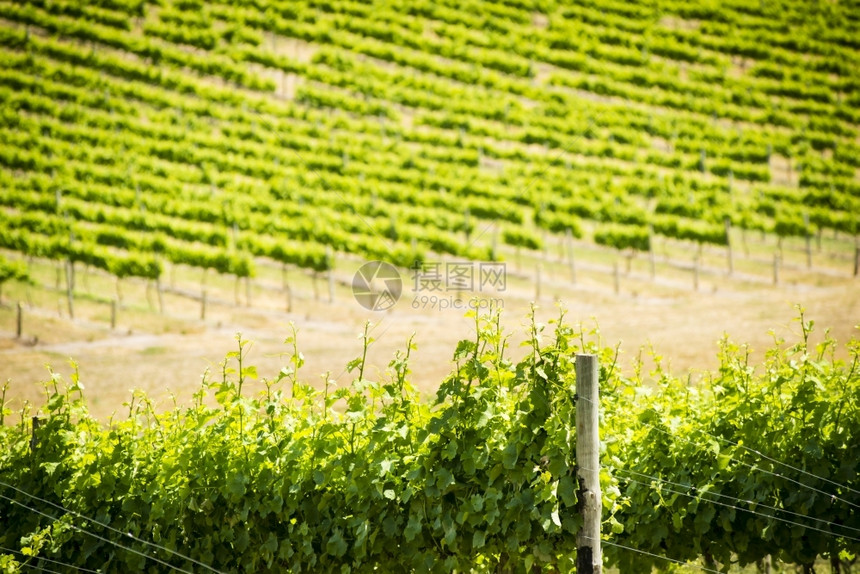 在南澳大利亚的葡萄酒区富饶充满活力的青绿葡萄树园拉紧地区图片