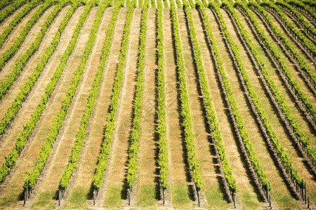 在南澳大利亚的葡萄酒区富饶充满活力的青绿葡萄树叶场地拉紧图片