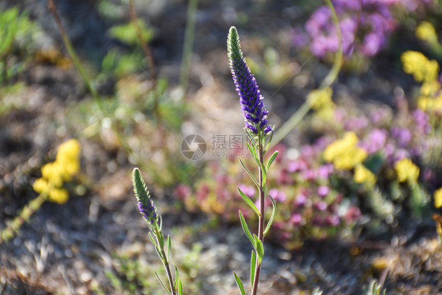 蓝丝刺斯比特威尔花朵由明亮的多彩背景包围夏天一种奥兰图片