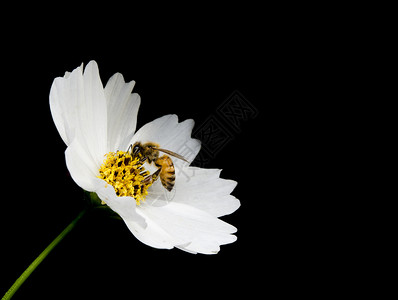 风景优美花的黄色黑背景白花和蜜蜂背景图片