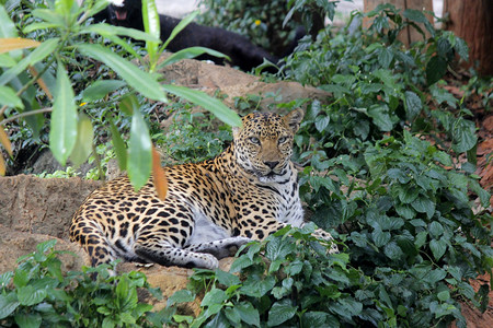 动物园中的非洲豹或美者帕杜斯野生动物图片