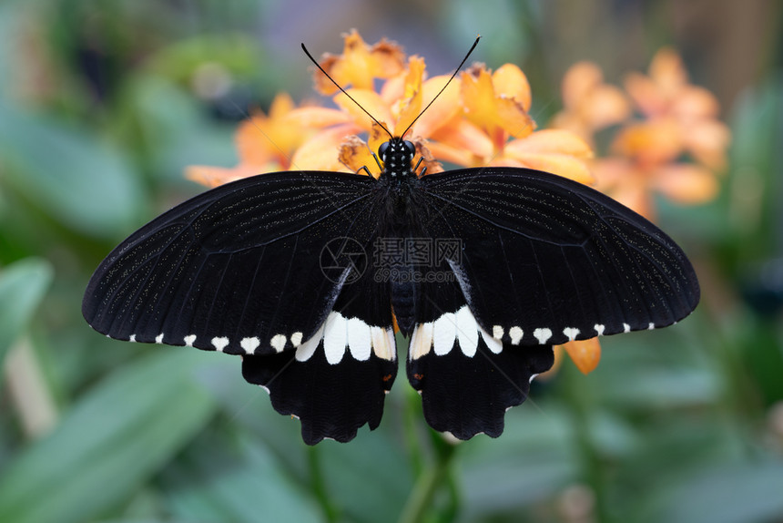 普通的莫蒙帕皮利奥多聚体蝴蝶的缝合环境美丽燕尾图片