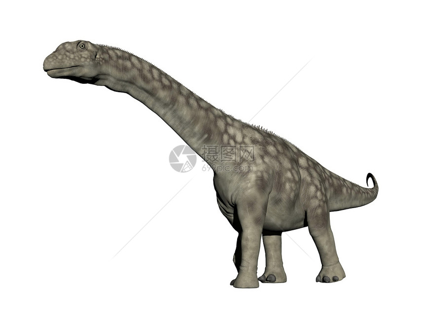 使成为巨大阿根廷龙恐以白色背景行走的亚金龙恐Argentinoauros恐龙3D捕食者图片