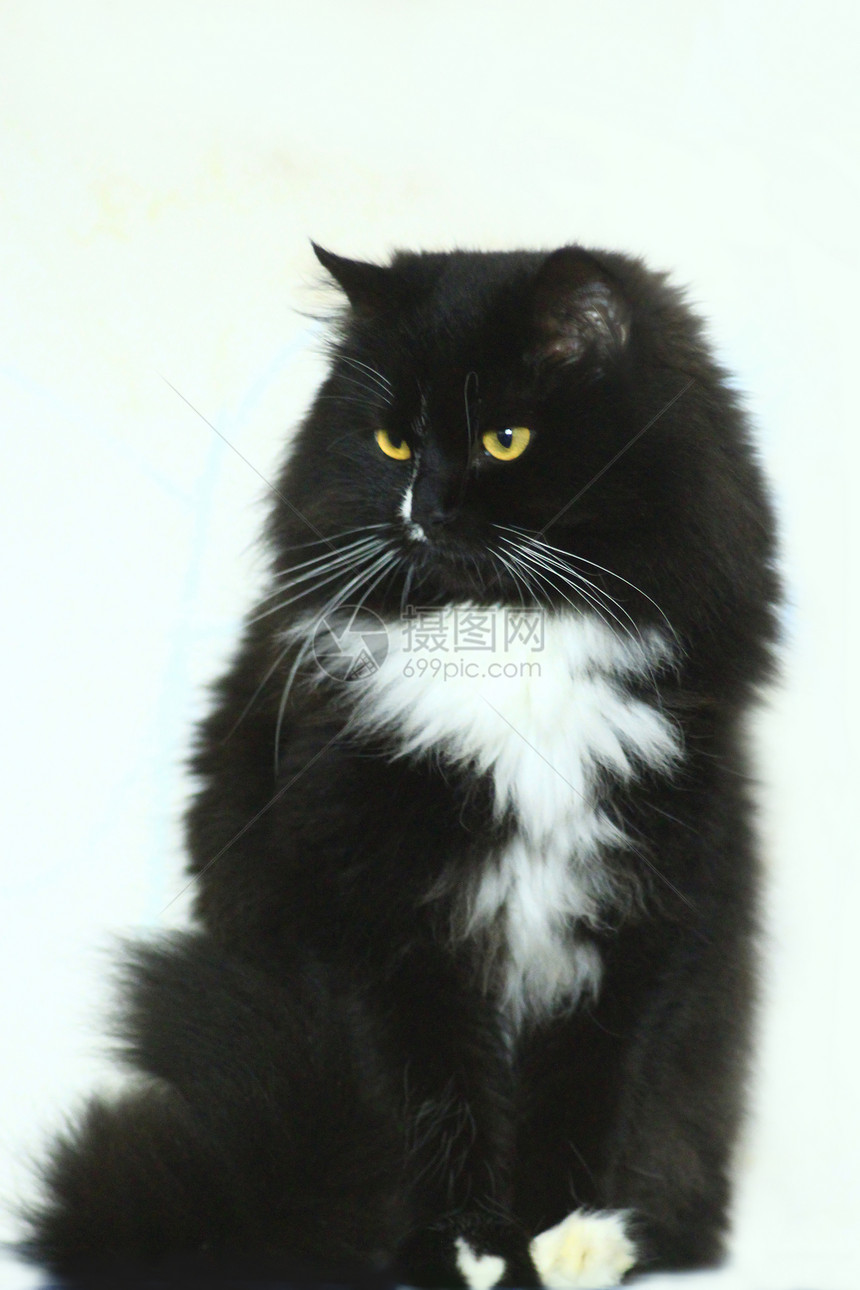 小胡子投标白色黑猫被隔离在白色背景被隔离在白色背景上的闪烁奇异黑猫捕食者图片