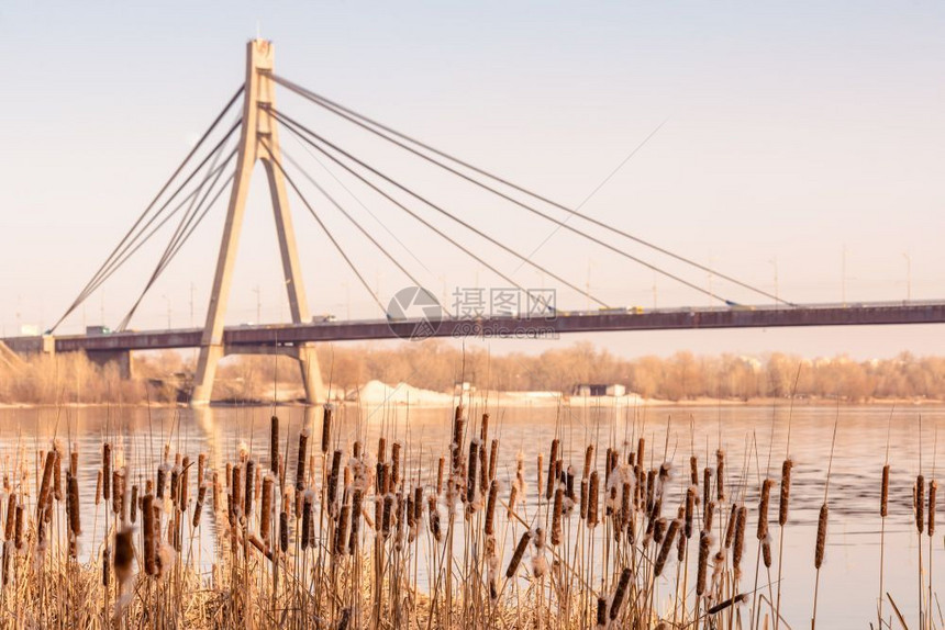 冬末基辅斯莫科夫基桥底端靠近第尼伯尔河的干Reeds带鲜花的干Reeds棕色的美丽第聂伯河图片