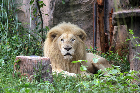 怒吼野生动物园里的非洲大雄狮子可爱的图片