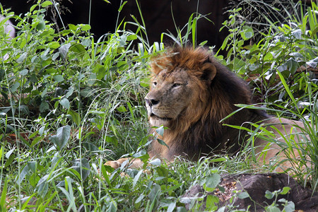 哺乳动物户外黑豹园里的非洲大雄狮子图片