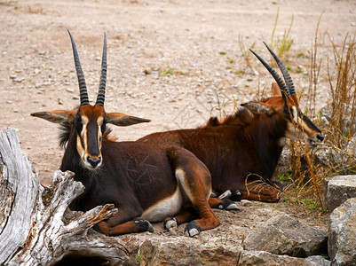 荒野跳羚动物园里的羊鹿角图片