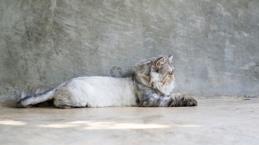 脊椎动物年轻的国内坐在灰色背景上的斑纹波斯猫图片