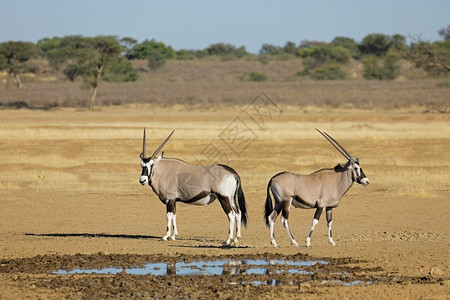 一种南非卡拉哈里沙漠水坑中的大羚羊南部保护图片