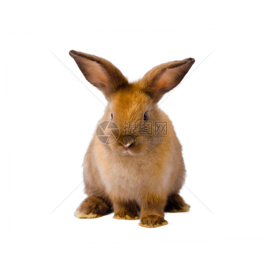 棕色兔子图片