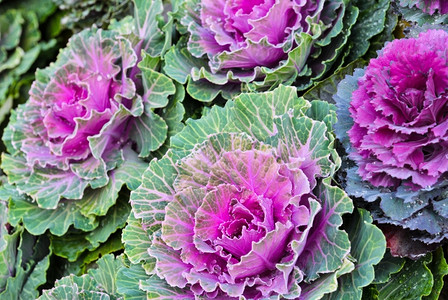 蔬菜开花紫色卷心菜背景图片