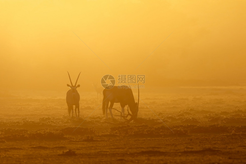 预订苹果浏览器GemsbokantellopesOryx瞪羚日出时灰尘卡拉哈里沙漠南非哺乳动物图片