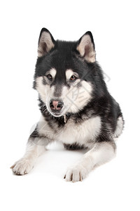 阿拉斯加马穆特在白色背景面前狗灰的阿拉斯加人图片