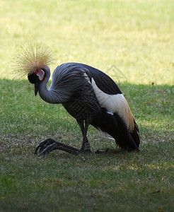 非洲冠鹤鸟舍灰色式起重机坐在阴暗的草地上鸟图片