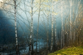 超现实样本2012魔法森林206年1月疗养胜地Belokurikha阿勒泰西伯利亚早晨别洛库里哈户外背景
