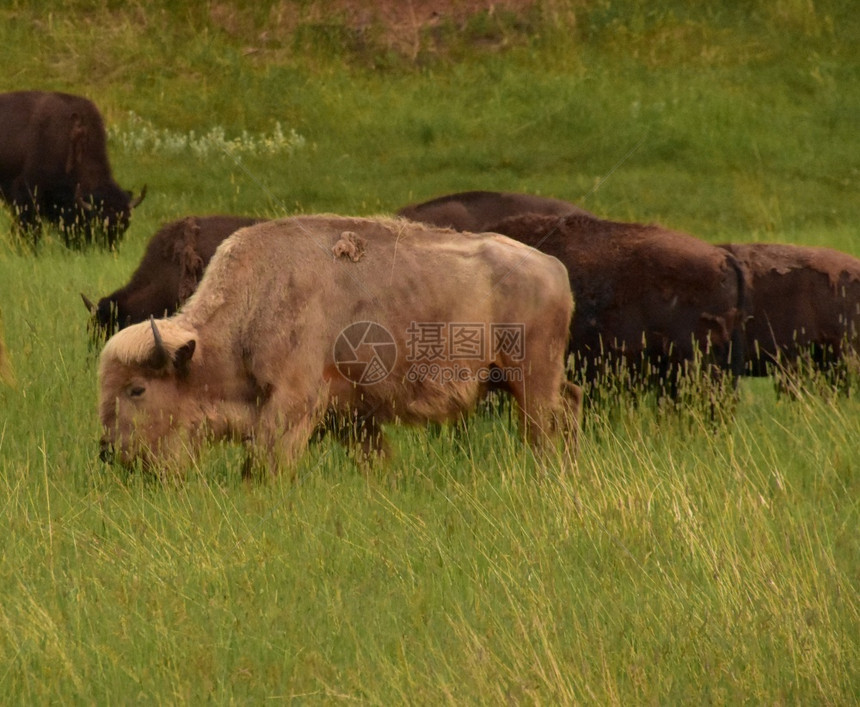 草原野生稀有的美洲白水牛在野外放牧南达科他州自然图片