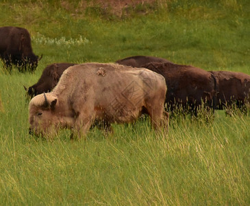 草原野生稀有的美洲白水牛在野外放牧南达科他州自然图片
