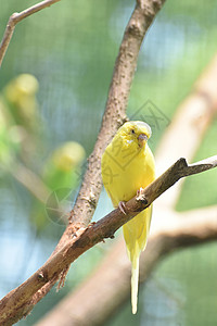 振奋人心的黄色野生狗享受夏天的欢乐真鹦鹉宠物鸟图片