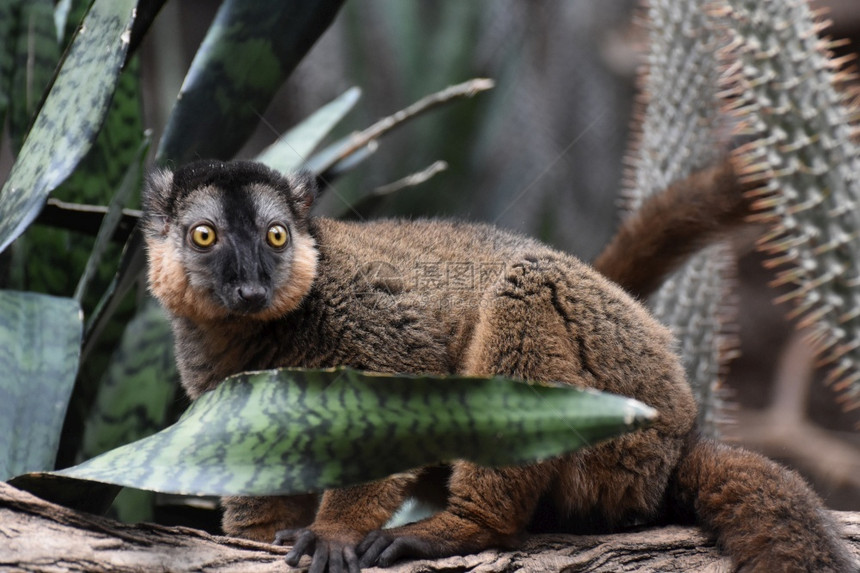 令人惊叹的有宽阔双眼勒穆尔动物园有领狐猴自然图片
