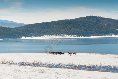马和雪地湖饥饿的农田冰图片