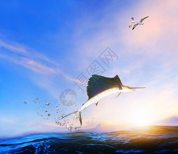 会飞的鱼动物蓝色黑马林鱼在海上空中跳到海鸥飞越上深的翅膀背景