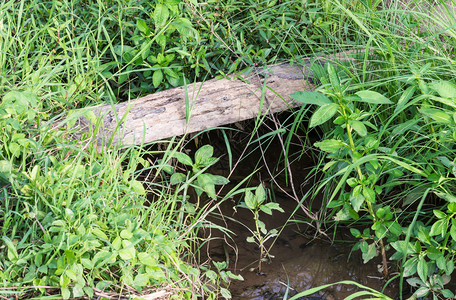 户外旧小木材横跨农村稻田的小溪流选择着重点的定老日志图片
