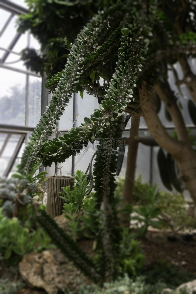 花园股票植物中的绿叶存货照片人们图片