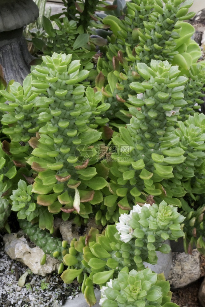 植物园中的绿叶存货照片夏天颜色花图片