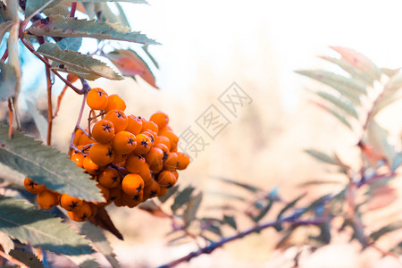 叶子绿色山灰的分支和夏季森林中的橙子浆果自然背景图片