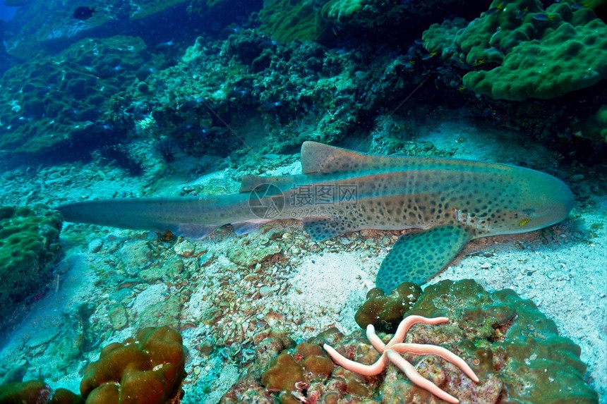 豹或斑马鲨鱼沉积在珊瑚礁上休息颜色自然图片