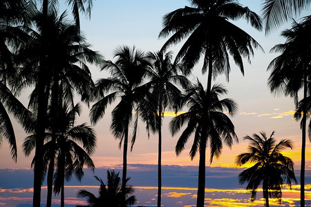 水热带日落时椰子棕榈树的周光假期图片