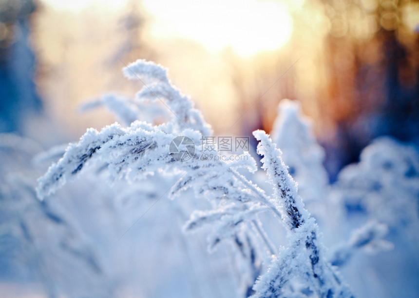 美丽冬季现场冻结的花朵松林和日落冷冻木头图片